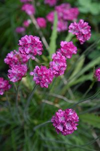 Armeria Morning Star (Deep Rose)